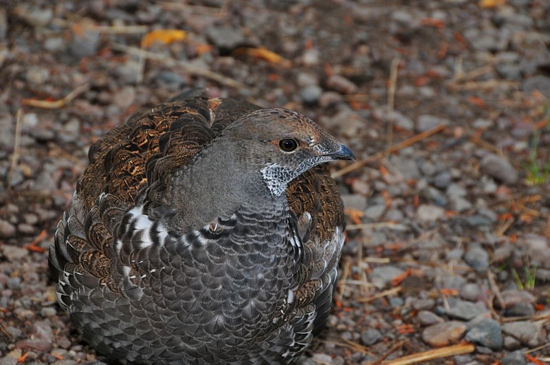 Grouse - Comes with Camouflage