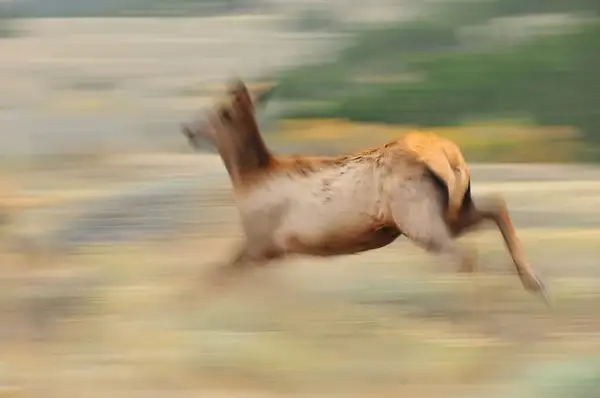 Elk in Motion by Dave Wyman