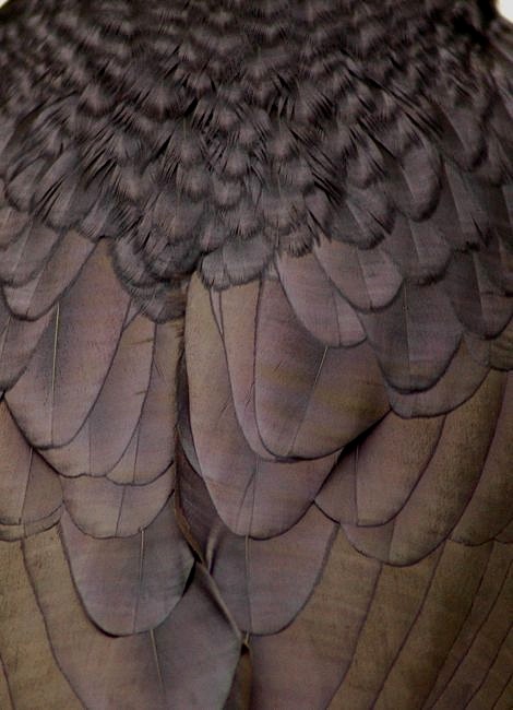 Raven Feathers