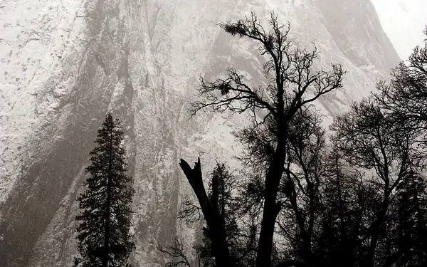 Trees, Snow on Cathedral Rock by Dave Wyman