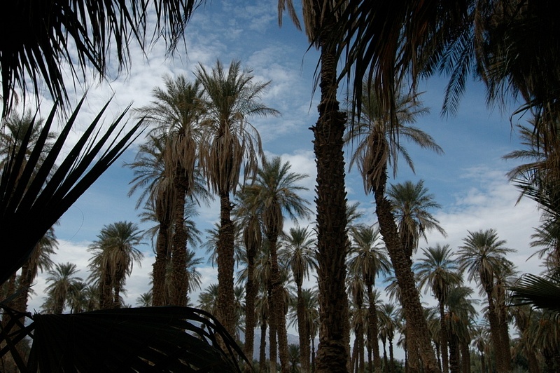 At the Furnace Creek Oasis