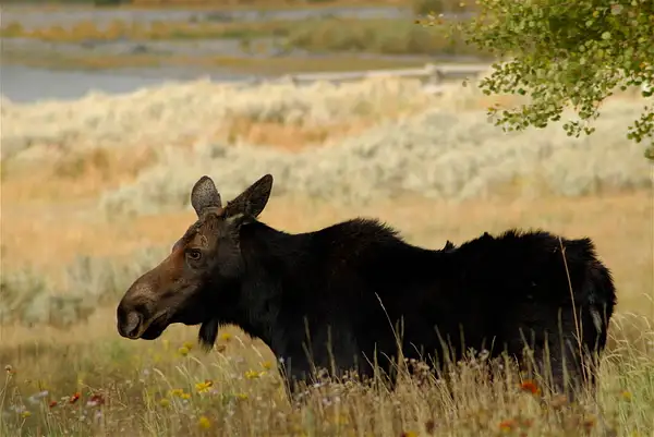 Moose, Wyoming by Dave Wyman