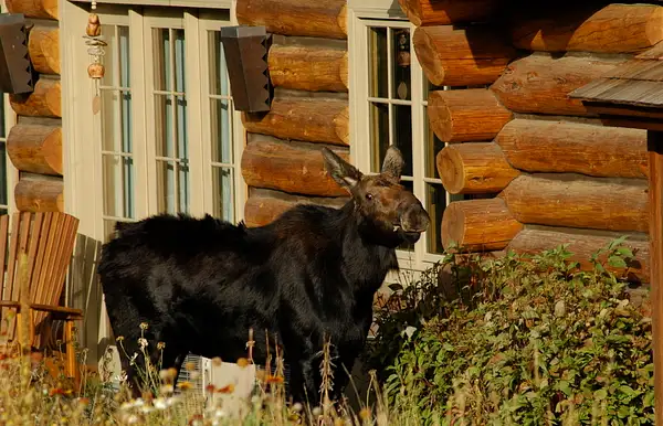 House Moose, Near Wilson, Wyoming by Dave Wyman