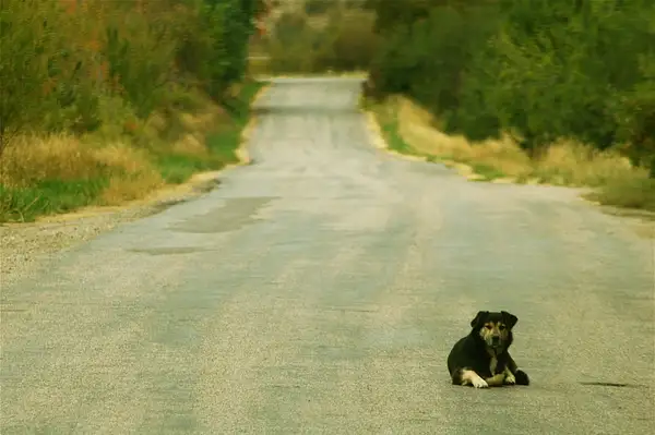 Dog on Mink Creek Road, Utah by Dave Wyman