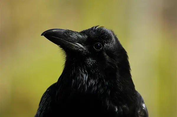 Raven by Dave Wyman