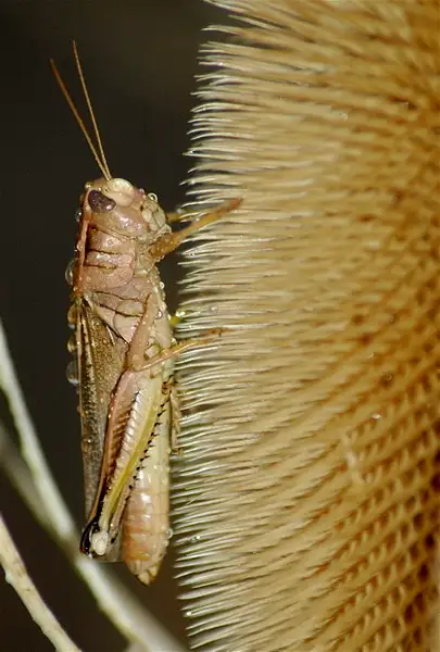 Grasshopper, Thistle, Near Wellsville, Utah by Dave Wyman