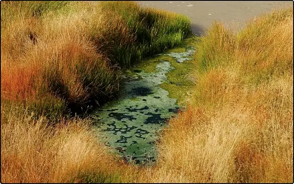 Grass and Water Near the Mud Volcanos by Dave Wyman