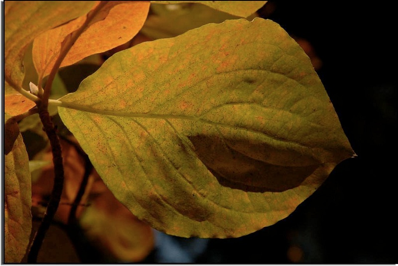Backlit Dogwood Leaf