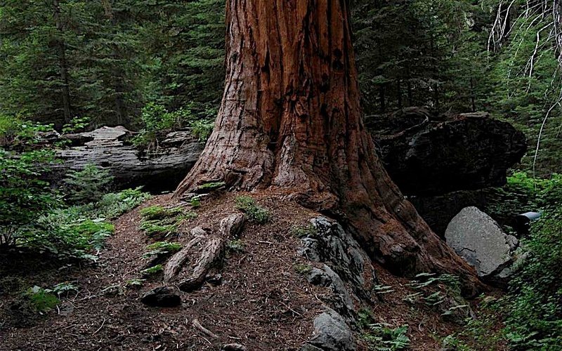 Sequoia Base - Dusk