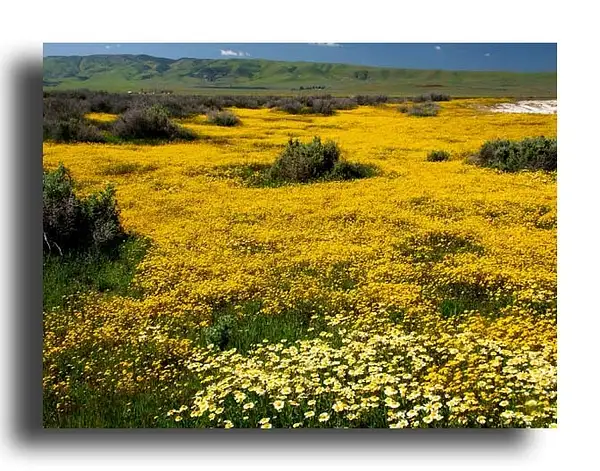 Carrizo Plain - Spring Wildflowers by Dave Wyman
