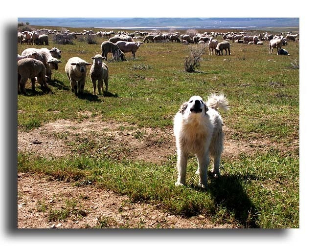 Sheep Dog and Flock on the Carrizo Plain