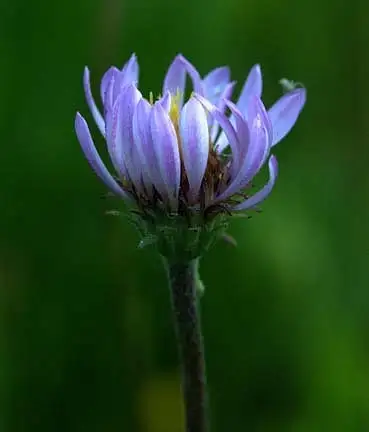 Flower, Quaking Aspen Meadow by Dave Wyman