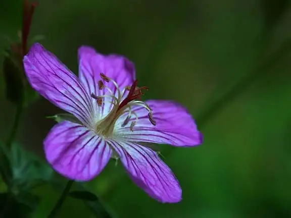 Flower in Quaking Aspen Meadow by Dave Wyman