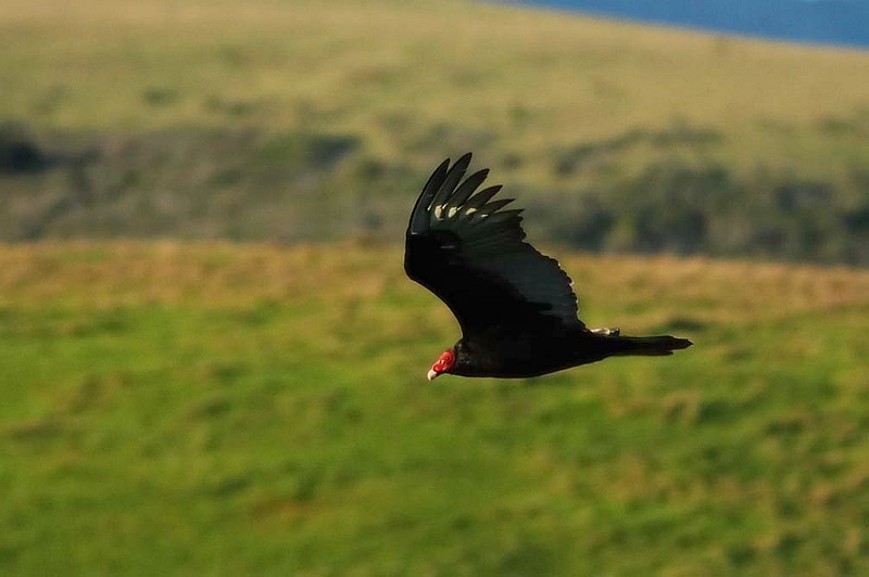 Turkey Vulture in Flight