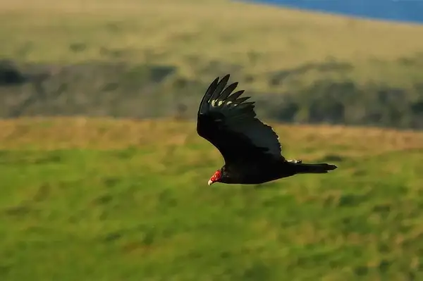 Turkey Vulture in Flight by Dave Wyman