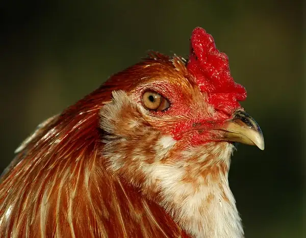 Fancy Rooster by Dave Wyman