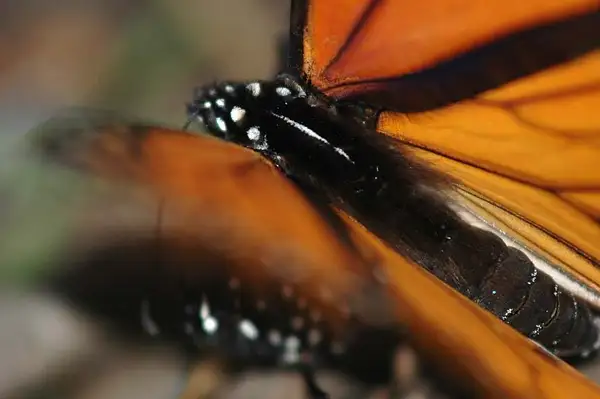Mating Monarchs by Dave Wyman