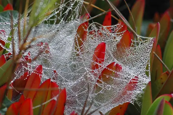 Spiderweb, Dew, Ice Plant by Dave Wyman
