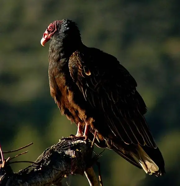 Turkey Vulture by Dave Wyman