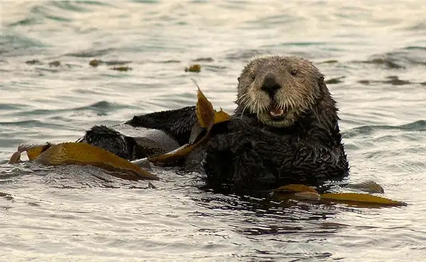 Sea Otter by Dave Wyman