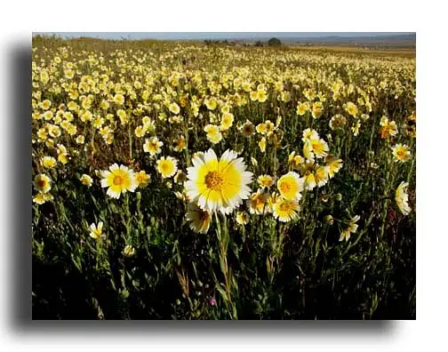 Wildflowers by Dave Wyman