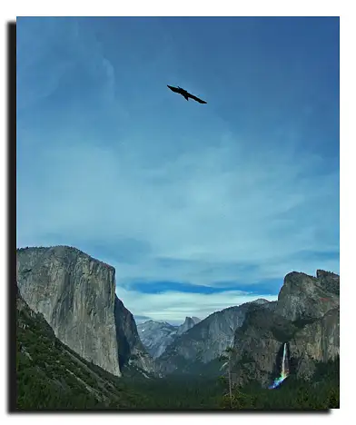 Raven, Yosemite Valley by Dave Wyman