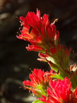 Indian Paintbrush with Hanger-On by Dave Wyman