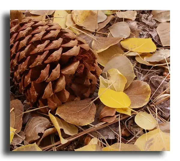 Pine cone, Aspen Leaves by Dave Wyman