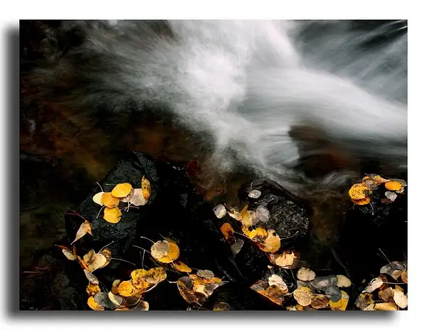 waterleaves.jpg by Dave Wyman