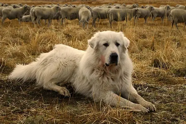October 28, 2005 - Great Pyrenees and Flock by Dave Wyman