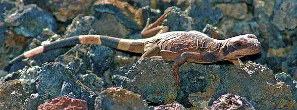 The Slitherly Lizard by Dave Wyman