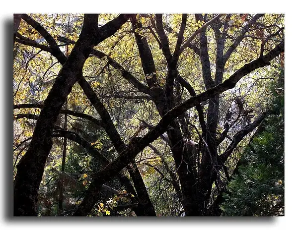 Tangled Oaks by Dave Wyman