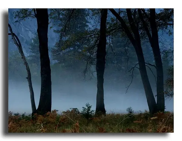 Oak, Meadows, Mist by Dave Wyman