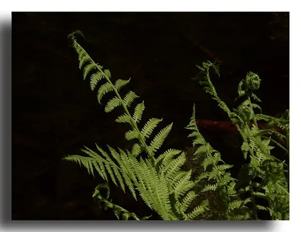 Ferns by Dave Wyman