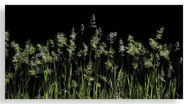 Weeds by Dave Wyman