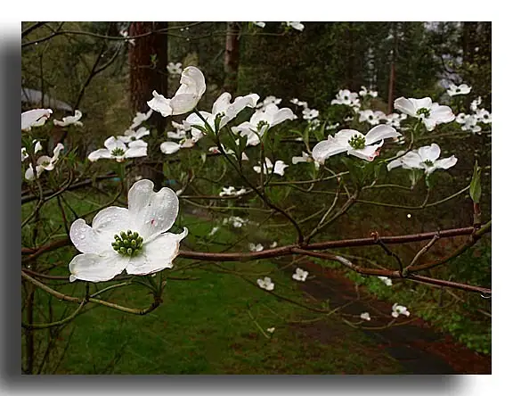 Dogwood at the Ahwahnee Hotel by Dave Wyman