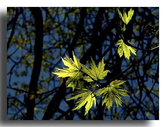 Maple Leaves by Dave Wyman