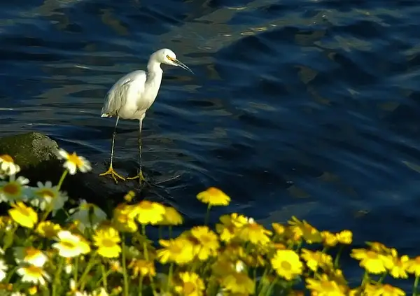 Egret at Ballona Creek by Dave Wyman
