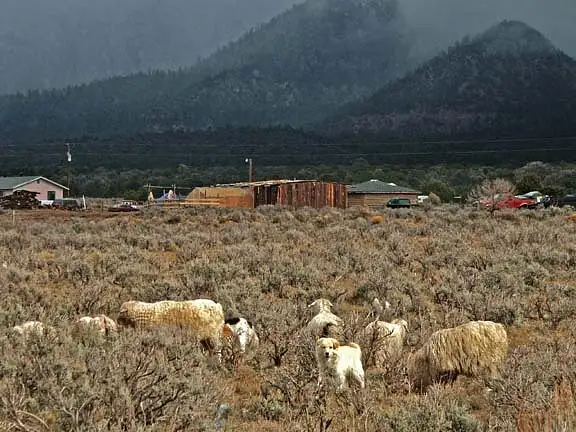 Dog, Sheep, Lukachukai Mountains by Dave Wyman