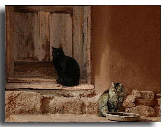 Cats, Hubble Trading Post