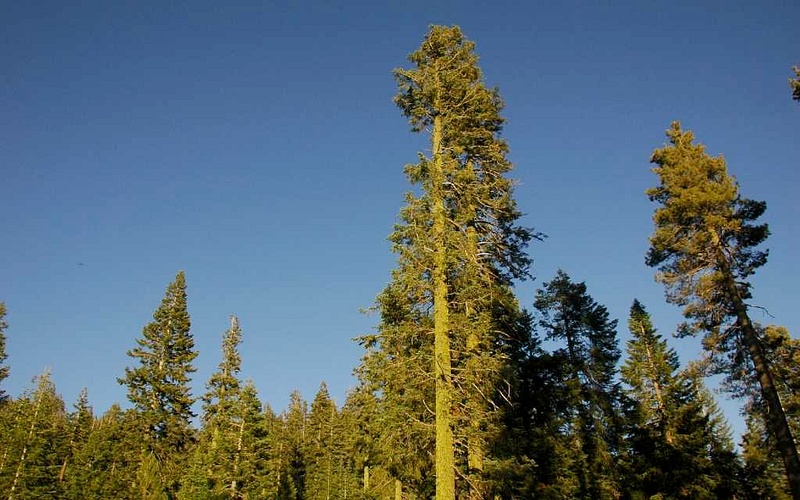 sequoiafamily06.017.jpg