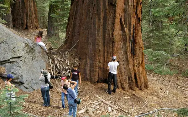 sequoiafamily06.066.jpg by Dave Wyman