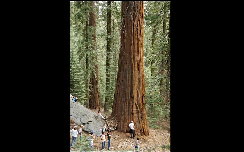 sequoiafamily06.067.jpg