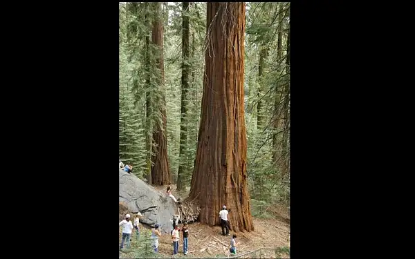 sequoiafamily06.067.jpg by Dave Wyman