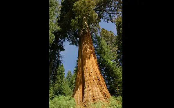 sequoiafamily06.075.jpg by Dave Wyman