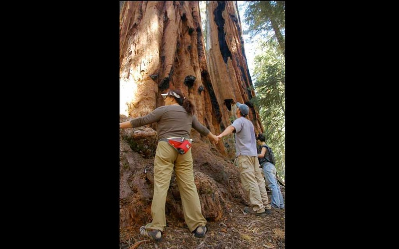 sequoiafamily06.080.jpg