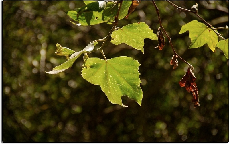Sycamore Leaves in Big Sycamore Canyon