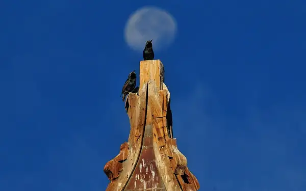 Starlings and Moon Atop a Church Steeple by Dave Wyman