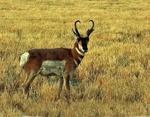 June 25, 2005 - Pronghorn by Dave Wyman