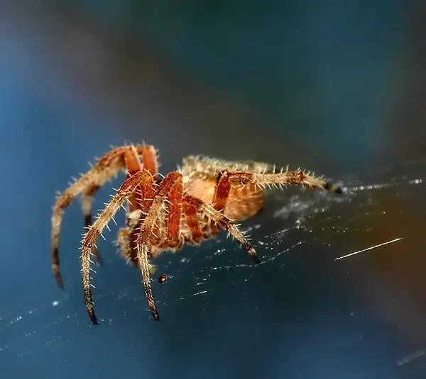 Spider, Elderado Nature Center, Long Beach by Dave Wyman